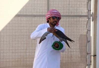 بطولة حمد بن ناصر تشهد 40 فائزًا في مسابقات الحرار والشواهين