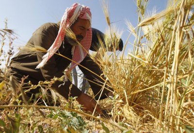  مصر تستخدم تمويلا من المؤسسة الدولية الإسلامية بقيمة 213 مليون دولار لشراء القمح