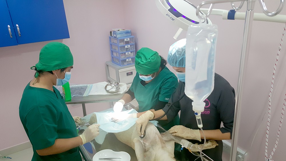 "البلديات" تعلن البدء بمرحلة تعقيم الكلاب الضالة