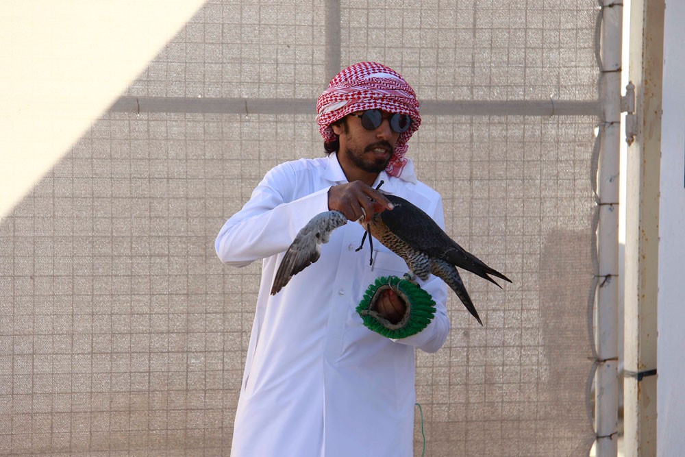 بطولة حمد بن ناصر تشهد 40 فائزًا في مسابقات الحرار والشواهين