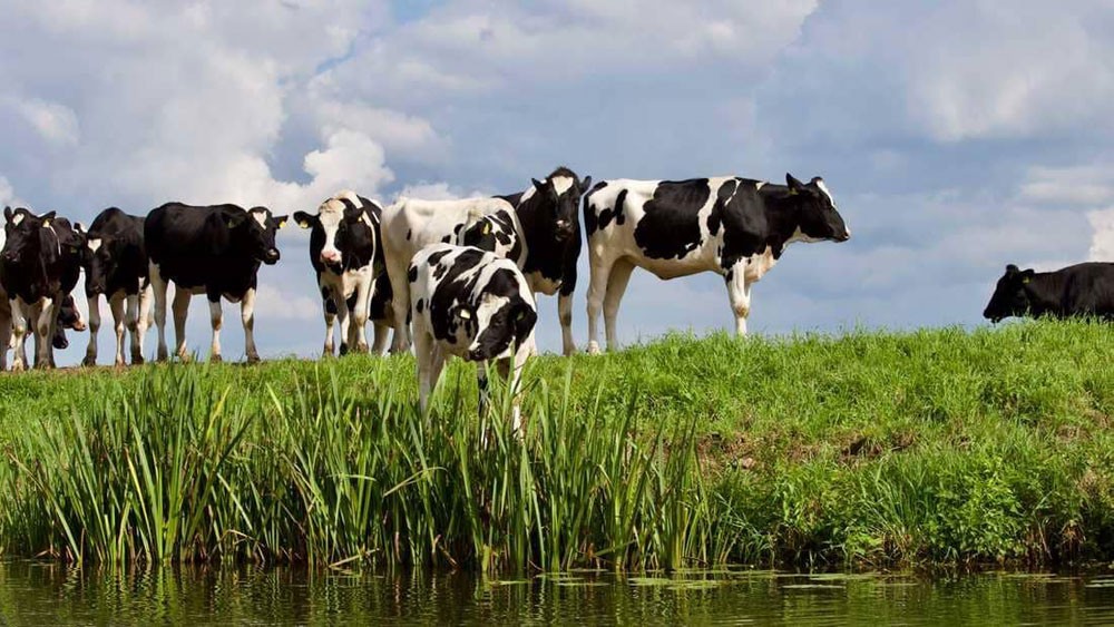 الماشية والمضادات الحيوية.. الأزمة مستمرة
