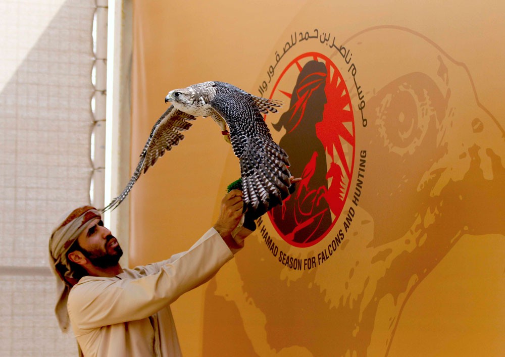 صقارو الإمارات يواصلون التألق في بطولة ناصر بن حمد للصقور