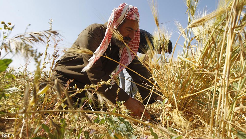  مصر تستخدم تمويلا من المؤسسة الدولية الإسلامية بقيمة 213 مليون دولار لشراء القمح