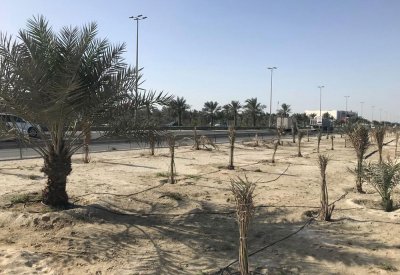 "البلديات": إنجاز وتشجير أكثر من 200 حديقة ومنتزه وساحل