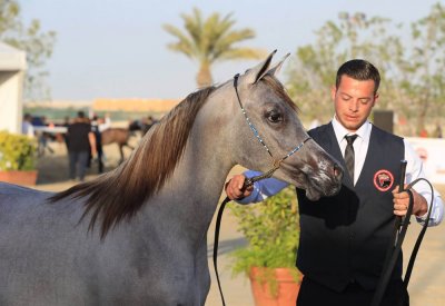 ناصر بن حمد يرحب بملاك خيل الجمال للمشاركة في البطولة