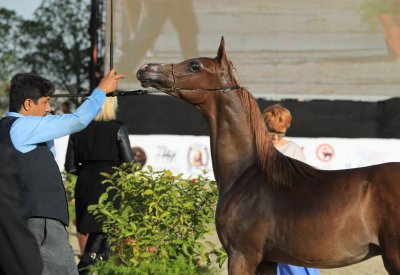 فيصل بن راشد: اهتمام ورعاية جلالة الملك أوصل رياضة جمال الخيل للعالمية