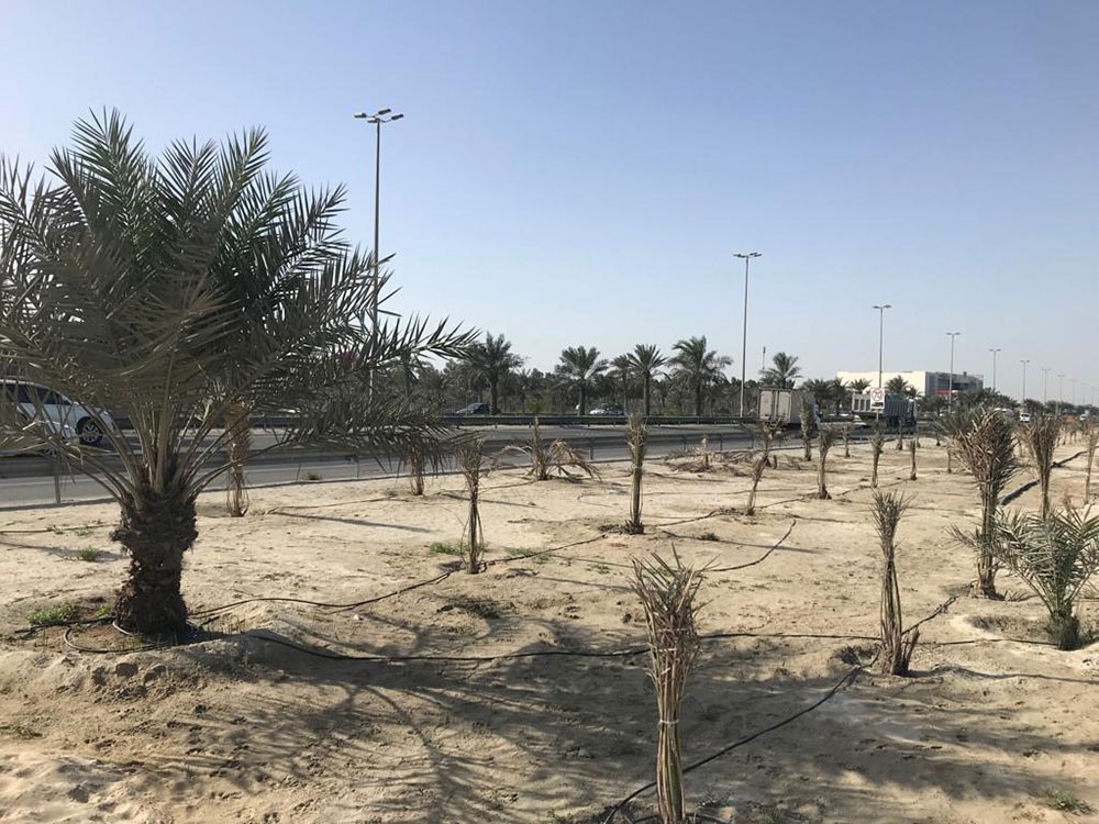 "البلديات": إنجاز وتشجير أكثر من 200 حديقة ومنتزه وساحل
