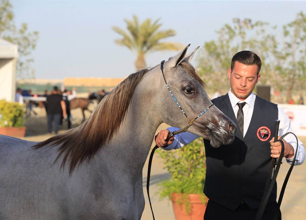 ناصر بن حمد يرحب بملاك خيل الجمال للمشاركة في البطولة