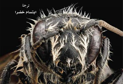 "كلمة" للترجمة في دائرة الثقافة والسياحة – أبوظبي يصدر كتاب "كوكب الحشرات: نشوء الحشرات وصعودها" 