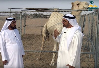 "أهل الإبل" برنامج وفاء لسفن الصحراء يغوص في أسرارها ويروي تاريخها