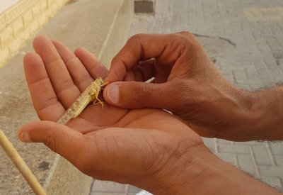 "الزراعة": "جراد المنامة" أعداده قليلة... وفي مظهر انفرادي لا يدعو للقلق