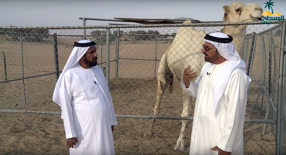 "أهل الإبل" برنامج وفاء لسفن الصحراء يغوص في أسرارها ويروي تاريخها