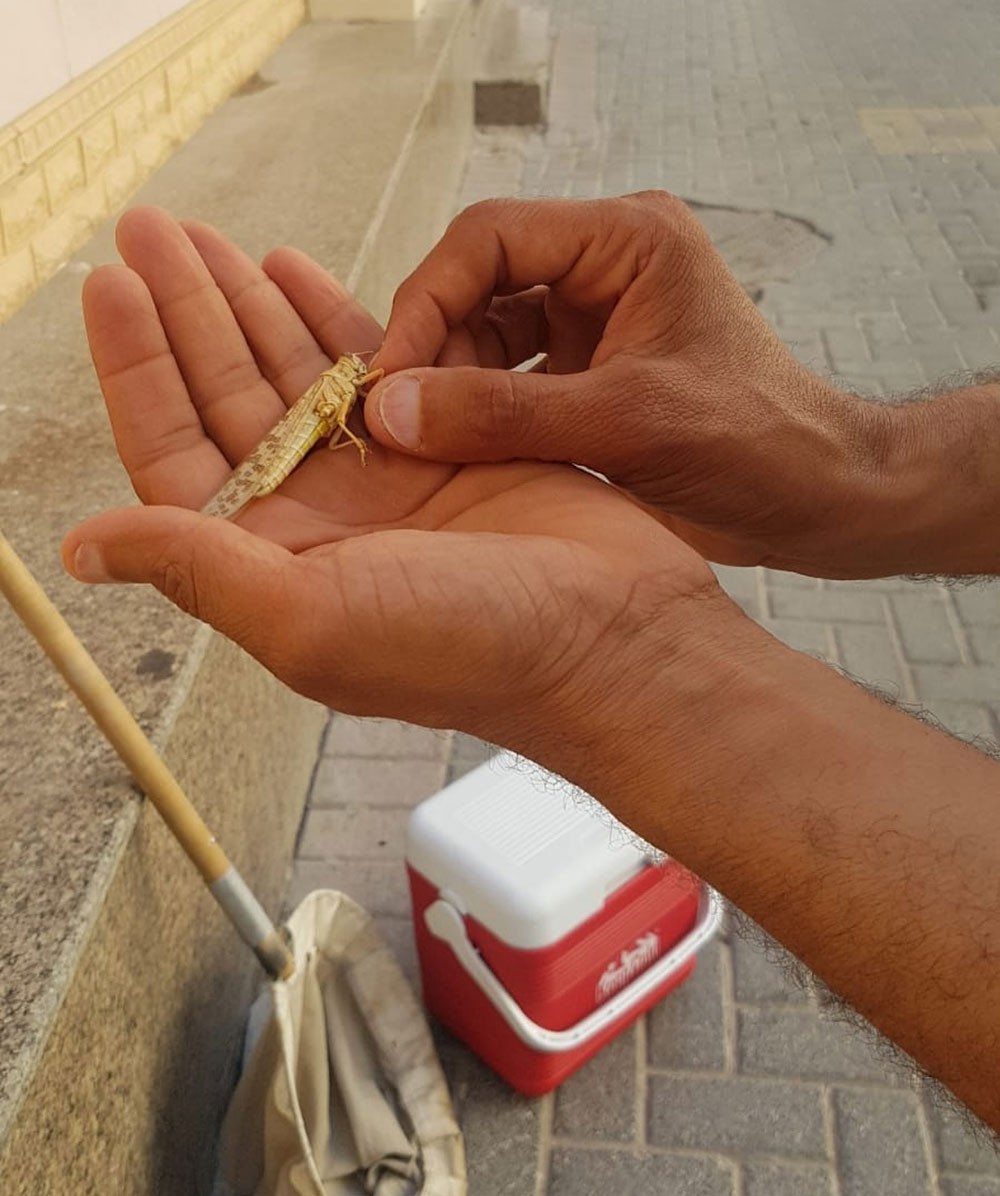"الزراعة": "جراد المنامة" أعداده قليلة... وفي مظهر انفرادي لا يدعو للقلق