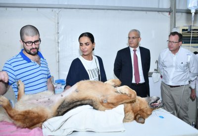 الشيخة مروة تطلق الحملة الثانية “لإخصاء“ الكلاب الضالة في البحرين 2019