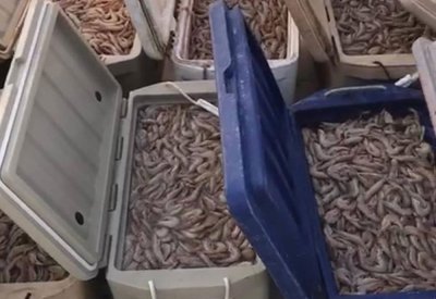 "الرقابة البحرية": مصادرة اكثر من ربع طن من الربيان الطازج وعدد من شباك الصيد الممنوعة