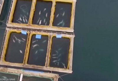  تحت ضغوط دولية.. روسيا تطلق سراح 3 حيتان