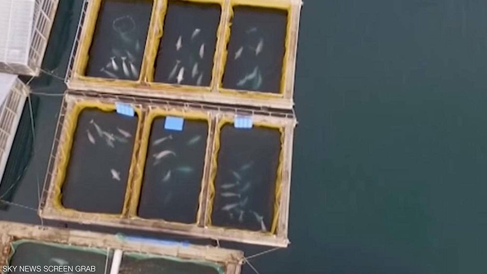  تحت ضغوط دولية.. روسيا تطلق سراح 3 حيتان