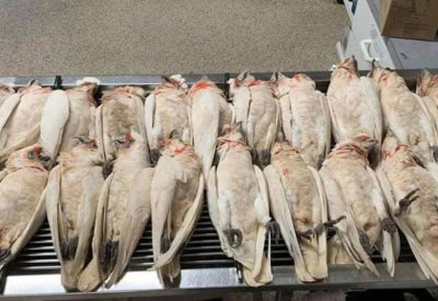 هلع في أستراليا.. "طيور تنزف" وتتساقط من السماء