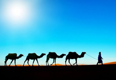  روث الإبل.. وقود لإنتاج الإسمنت في الإمارات