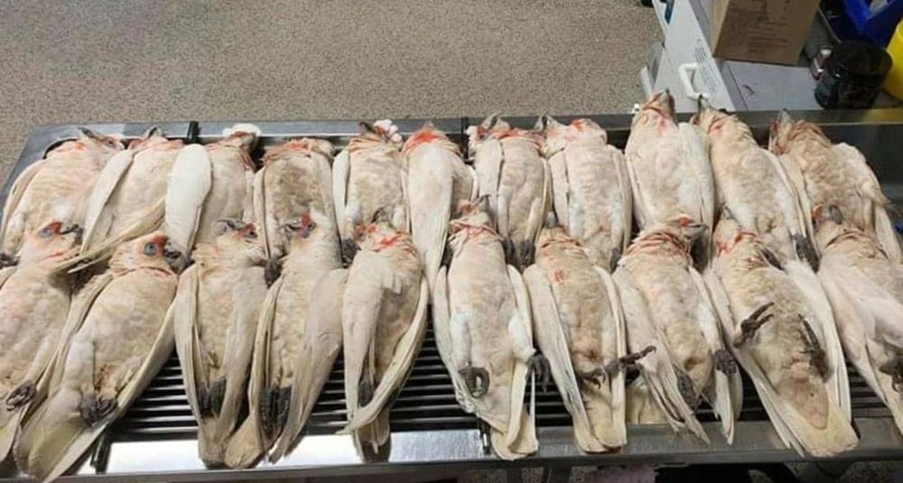 هلع في أستراليا.. "طيور تنزف" وتتساقط من السماء