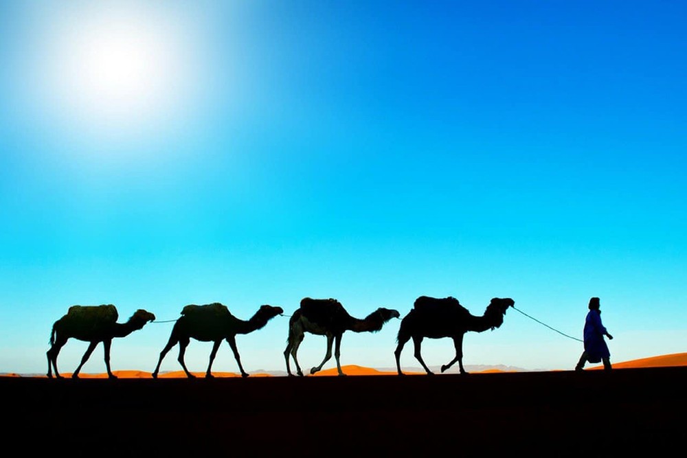  روث الإبل.. وقود لإنتاج الإسمنت في الإمارات
