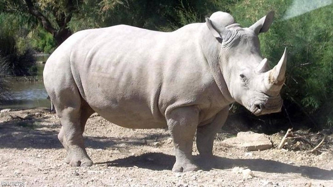 10 بويضات تبث الأمل لإنقاذ وحيد القرن الأبيض من الانقراض 