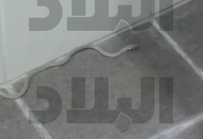 أفاعي المزارع تفزع سكان مجمع 1010 بالهملة