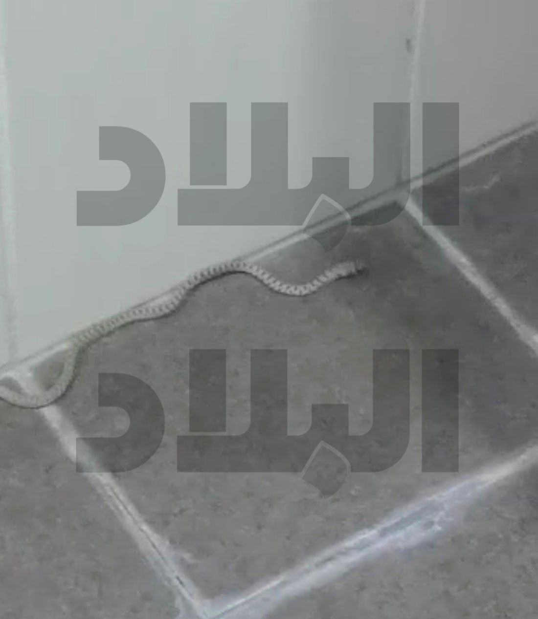 أفاعي المزارع تفزع سكان مجمع 1010 بالهملة