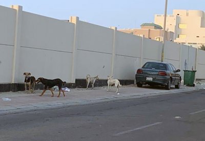 "بلدي الجنوبية" يطلق نداء استغاثة من تفاقم هجمات الكلاب الضالة