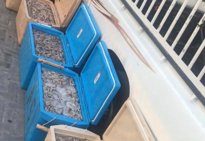"الرقابة البحرية": ضبط صياد مخالف للقانون ومصادرة ربع طن من الربيان الطازج في ساحل المالكية
