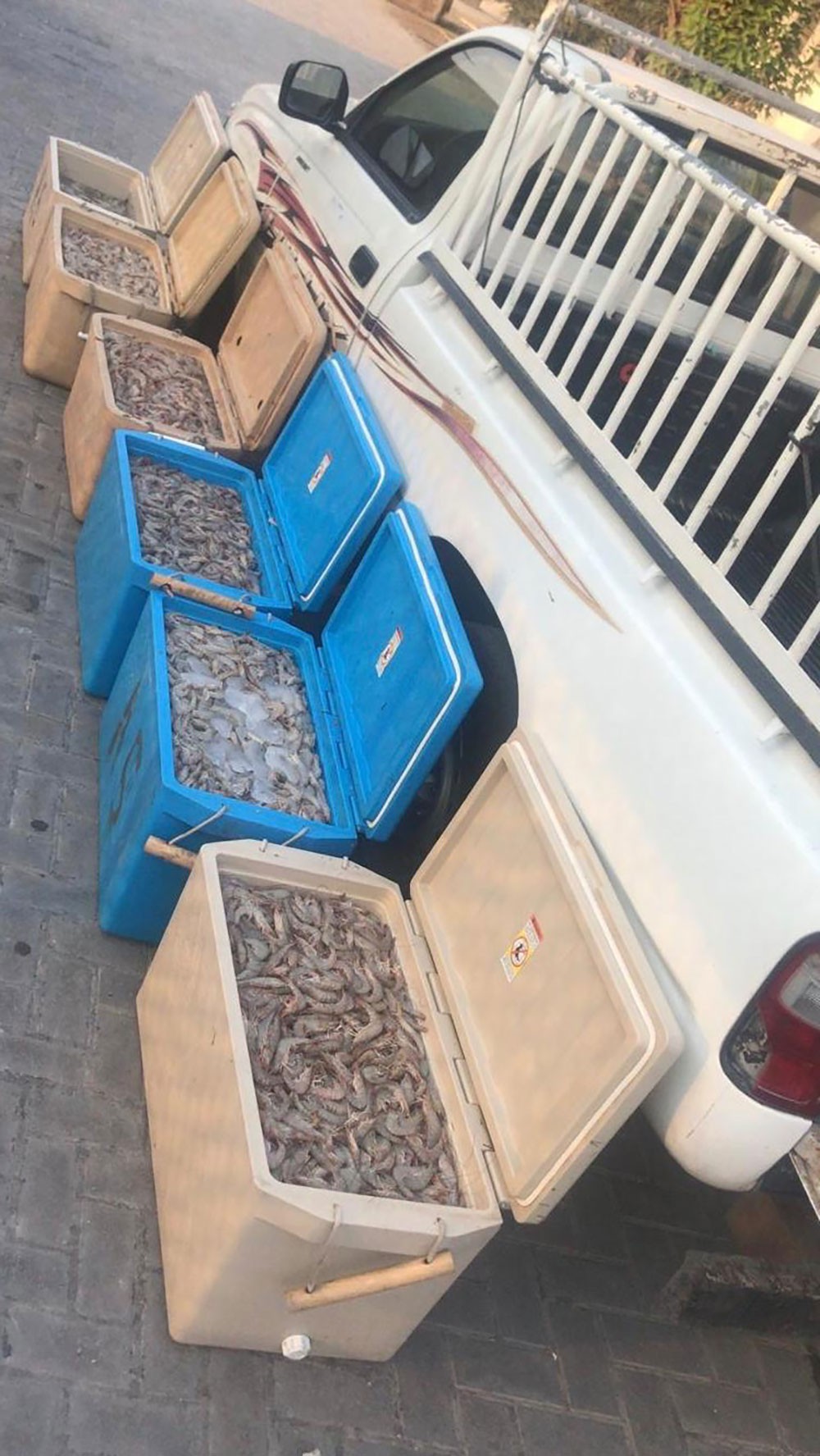 "الرقابة البحرية": ضبط صياد مخالف للقانون ومصادرة ربع طن من الربيان الطازج في ساحل المالكية