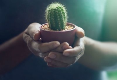 منها ما يجلب المال...النباتات الأكثر فائدة والأخطر في المنزل
