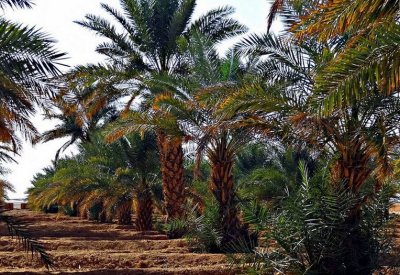 البحرين تنجح مع الدول العربية في إدراج (النخلة) ضمن قائمة التراث الثقافي في اليونيسكو