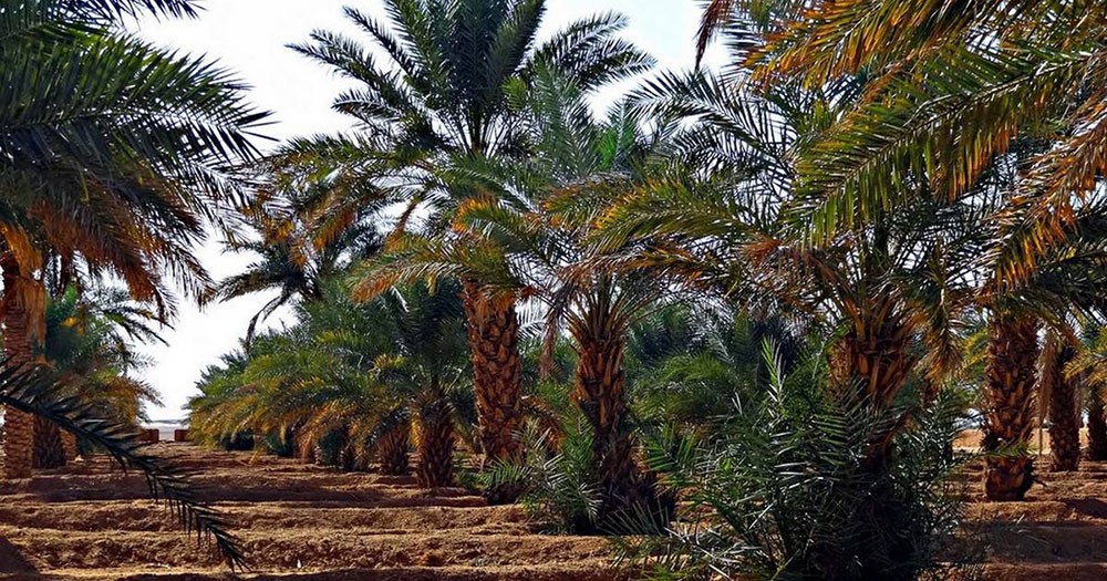 البحرين تنجح مع الدول العربية في إدراج (النخلة) ضمن قائمة التراث الثقافي في اليونيسكو
