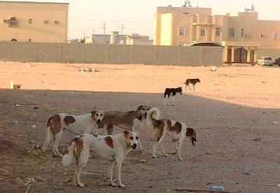 "الثروة الحيوانية" ماضية في تنفيذ خطتها للعلاج الدائم من ظاهرة الكلاب الضالة