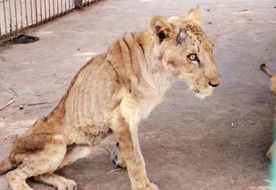 أسود هزيلة تتضور جوعا في حديقة حيوانات تصدم السودان