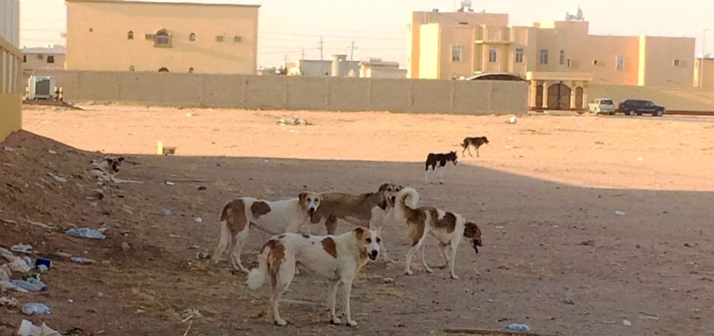 "الثروة الحيوانية" ماضية في تنفيذ خطتها للعلاج الدائم من ظاهرة الكلاب الضالة