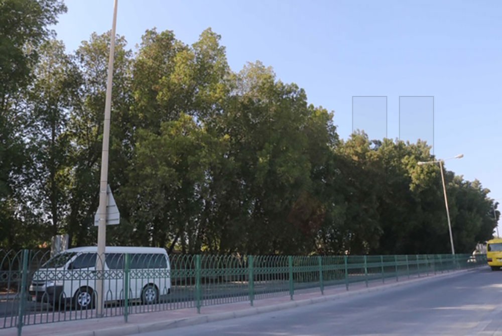 "الكونوكاربس" شجرة عنيدة ومزعجة للبشر والحجر