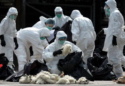 بعد كورونا.. ماذا تعرف على الفيروس الوبائي الجديد في الصين؟
