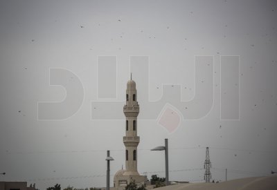 بالصور والفيديو: أسراب ضخمة من الجراد تغزو البحرين.. وخنجي: كلوه لأنه غير ضار