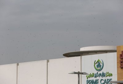 "الزراعة" ترش مبيدات بمناطق الجراد.. وتقول: آخر رحلته بالمنامة