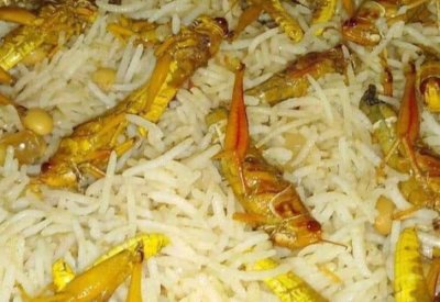 هاش تاق "#الجراد" ترند اليوم في البحرين