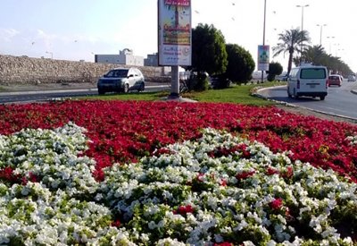 بلدية الشمالية تزرع ربع مليون زهرة موسمية ضمن خطتها التجميلية للشوارع