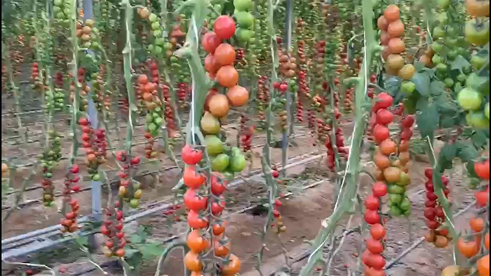 بالفيديو.. مزارعون بحرينيون يخسرون منتجاتهم لغياب مساحات بالسوق المركزي