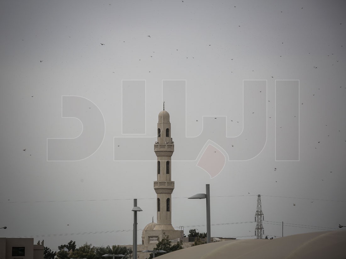 بالصور والفيديو: أسراب ضخمة من الجراد تغزو البحرين.. وخنجي: كلوه لأنه غير ضار