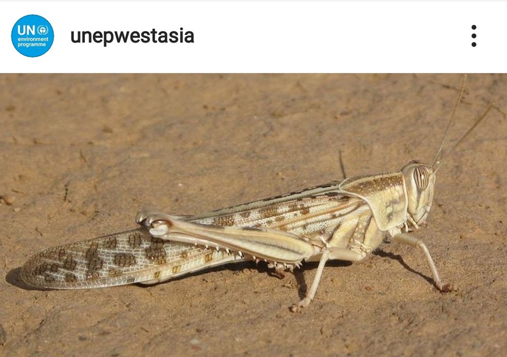 "يونيب" غرب آسيا: "المبيدات" تفاقم انتشار الجراد