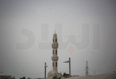 "الزراعة" تحذر من أسراب للجراد هذا الأسبوع... وتدعو المزارعين للاستعداد