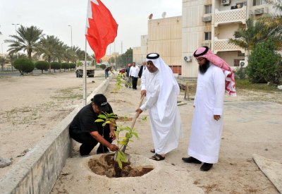 زراعة 300 شجرة مظللة في "إسكان البسيتين"