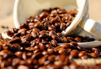 هل تتخيل حياتك بلا قهوة...البن العربي في خطر