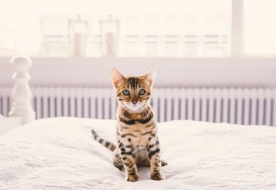 هل لمس الحيوانات الأليفة يمكن أن ينقل عدوى كورونا